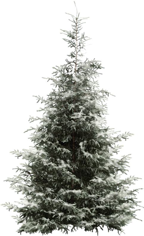 Fir Tree Pine Year Spruce Snowflake Clipart - Sapin Enneigé Png (488x800), Png Download