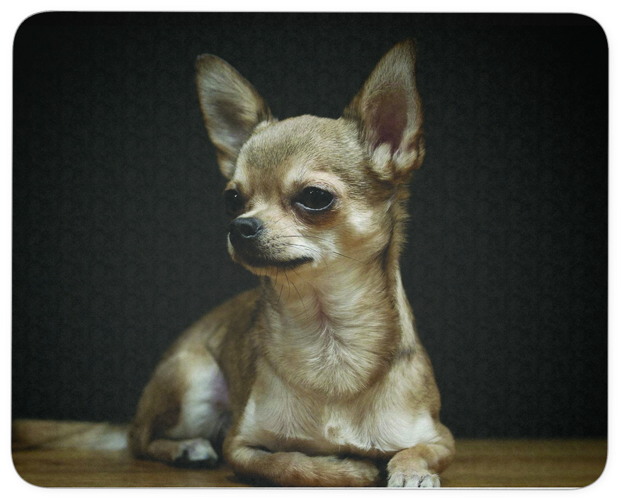 Chihuahua Png (1024x1024), Png Download