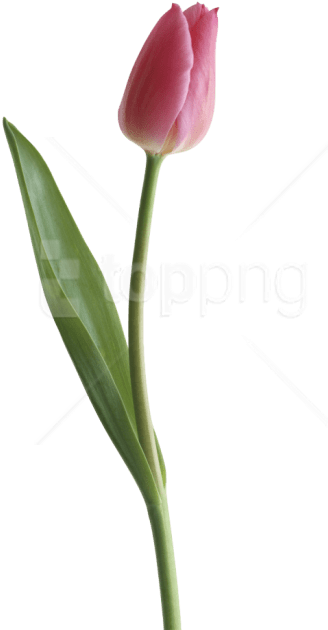 Free Png Download Tulip Png Images Background Png Images - Portable Network Graphics (480x677), Png Download