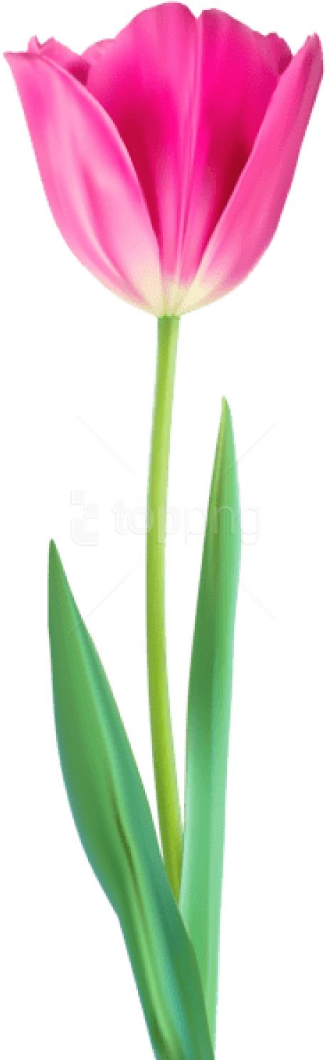 Download Tulip Decorative Png Png Images Background - African Daisy (480x1500), Png Download