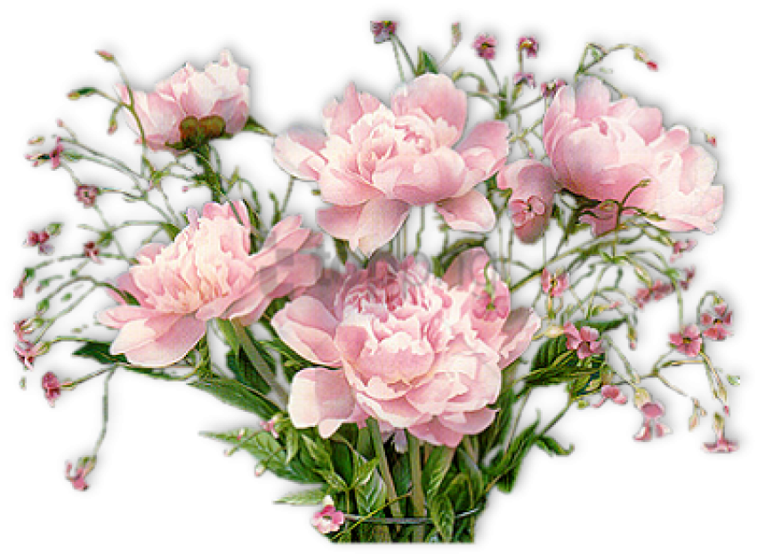 Free Png Pivoines - Good Afternoon Pic Flowers (851x623), Png Download
