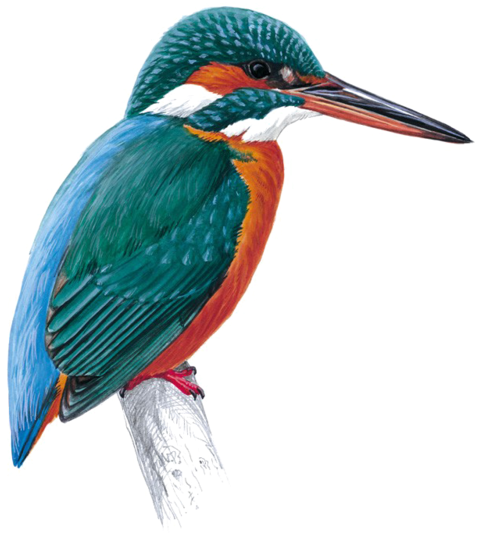 Kingfisher Png Free Download - Kingfisher Png (800x641), Png Download