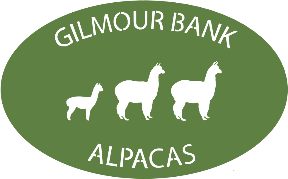 Gilmour Bank Alpaca - Llama (1000x620), Png Download