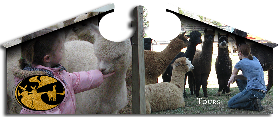 We Appreciate The Interest People Show To Our Farming - Herd (982x412), Png Download