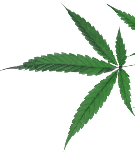 Cannabis (557x630), Png Download