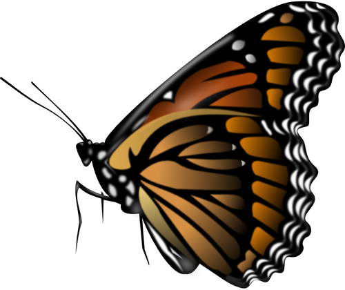 Butterfly Vector Image - Butterfly Png (500x420), Png Download
