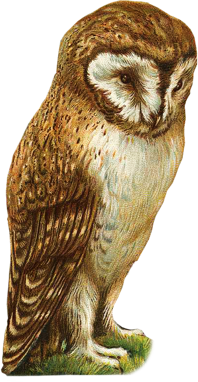 Vintage Owl Oval Ornament (404x779), Png Download