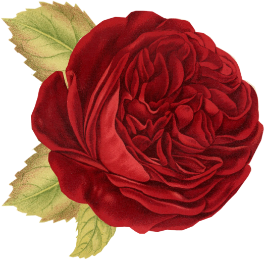Red Rose - Rose Flower Throw Blanket (566x545), Png Download
