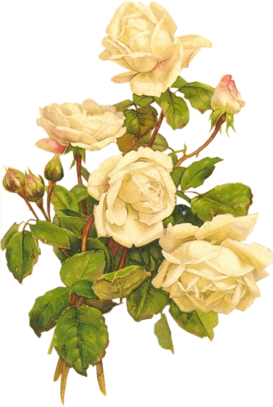 Yellow Roses Bumbdalebee - Vintage White Rose Png (569x884), Png Download
