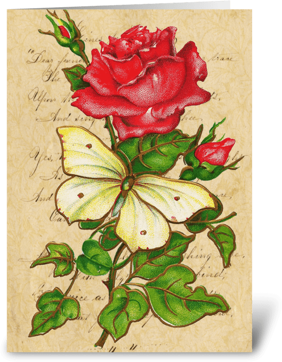 Vintage Rose & Butterfly Greeting Card - Rosen-und Schmetterlings-anmerkung Karte (700x792), Png Download
