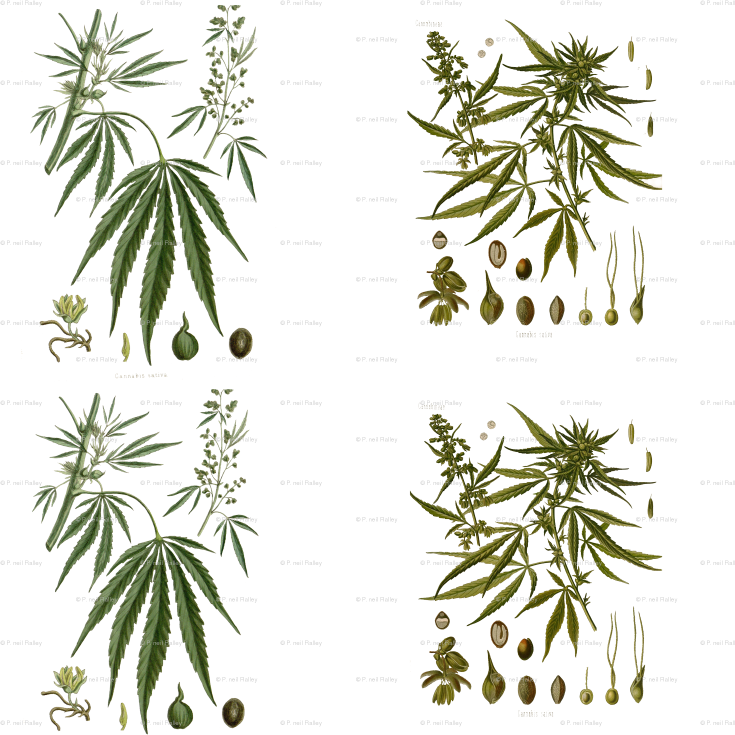 Cannabis Illustrations (1500x1500), Png Download