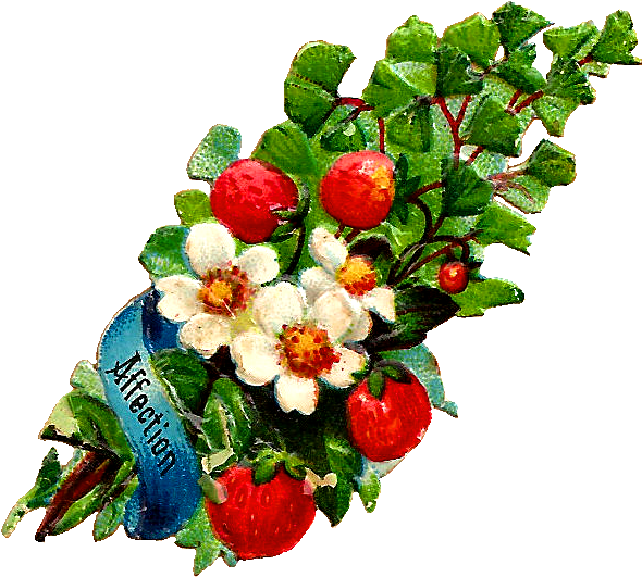Antique Images Free Flower Clip Art White Rose And - Vintage Strawberry Png (690x632), Png Download