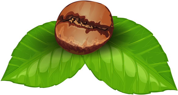 Coffee Bean Png Clipart Image - Coffee Bean Clipart Transparent (600x326), Png Download