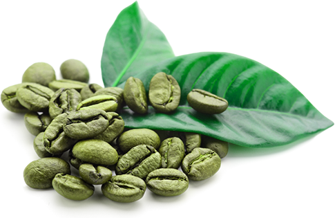 Green Coffee Bean - Green Coffee Beans Png (485x315), Png Download