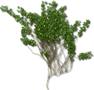 Ivy Texture Png - Tomaszowice, Lesser Poland Voivodeship (400x380), Png Download