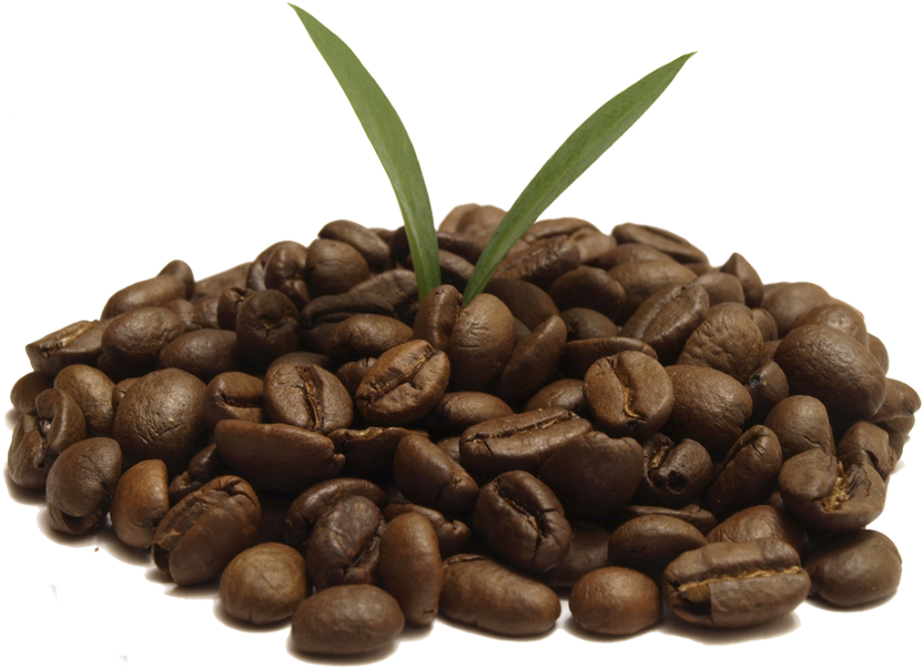 Coffee Png Transparent Photos Coffee Bean Png - Coffee Bean (1233x854), Png Download