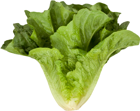 Download Romaine Cos Lettuce Png Image - Romaine Lettuce Png (500x400), Png Download