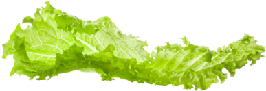Lettuce - Tree (895x1337), Png Download