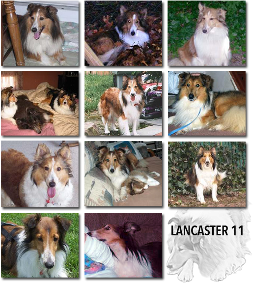 We Do Not Permit Adoptions Of Shelties As Gifts - Rough Collie (538x600), Png Download