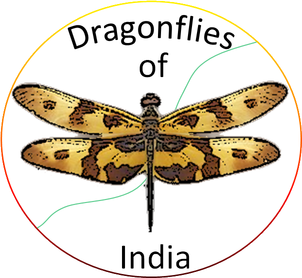 Show All - Types Of Dragonfly In India (614x568), Png Download