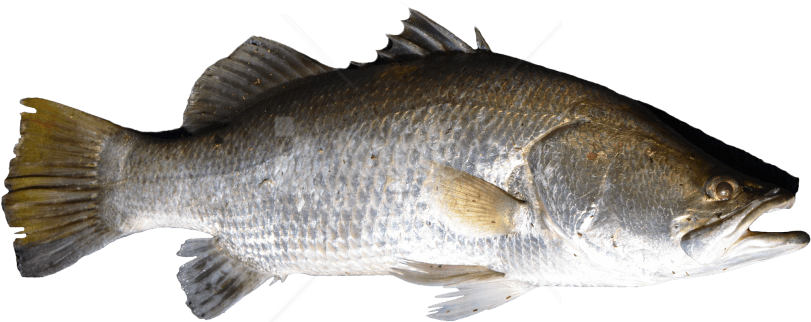 Free Png Download Fish Png Images Background Png Images - Fish Png (850x411), Png Download