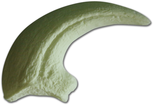Claw Png Pic - Raptor Claw Png (1024x682), Png Download