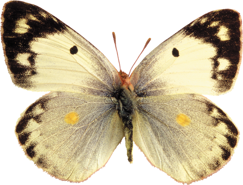 Mariposas Png Para Photoshop - Pale Clouded Yellow Butterfly (780x594), Png Download
