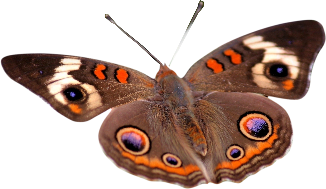 Mariposas - Imagenes En Png Con Fondo Transparente (1600x900), Png Download