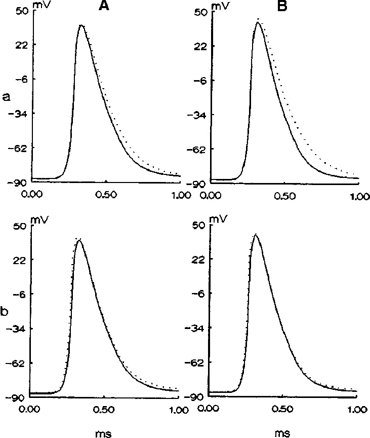 Action Potentials, At The Tenth Node Only, Of Human - Diagram (731x864), Png Download