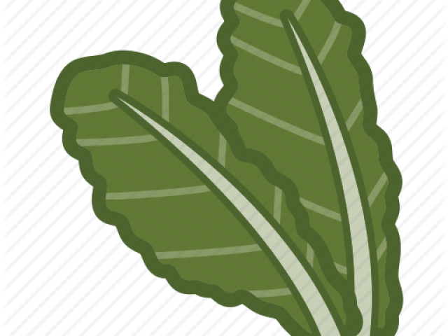Kale Clipart Lettuce - Illustration (640x480), Png Download