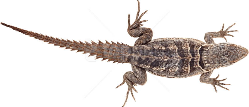 Free Png Lizard Png Pics Png Images Transparent - سكرابز سحلية (850x368), Png Download