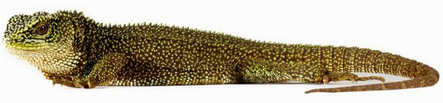 900 X 600 3 - Amazonian Lizard Png (900x600), Png Download