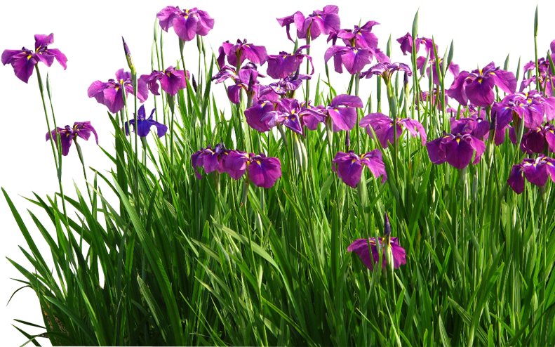 Flower Sweet Flag Garden Grasses - Acorus Calamus Flower (791x494), Png Download
