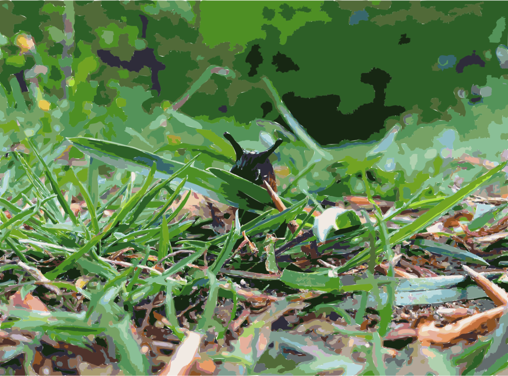 Fauna Insect Grasses Plant Community Leaf - Grass (1012x750), Png Download