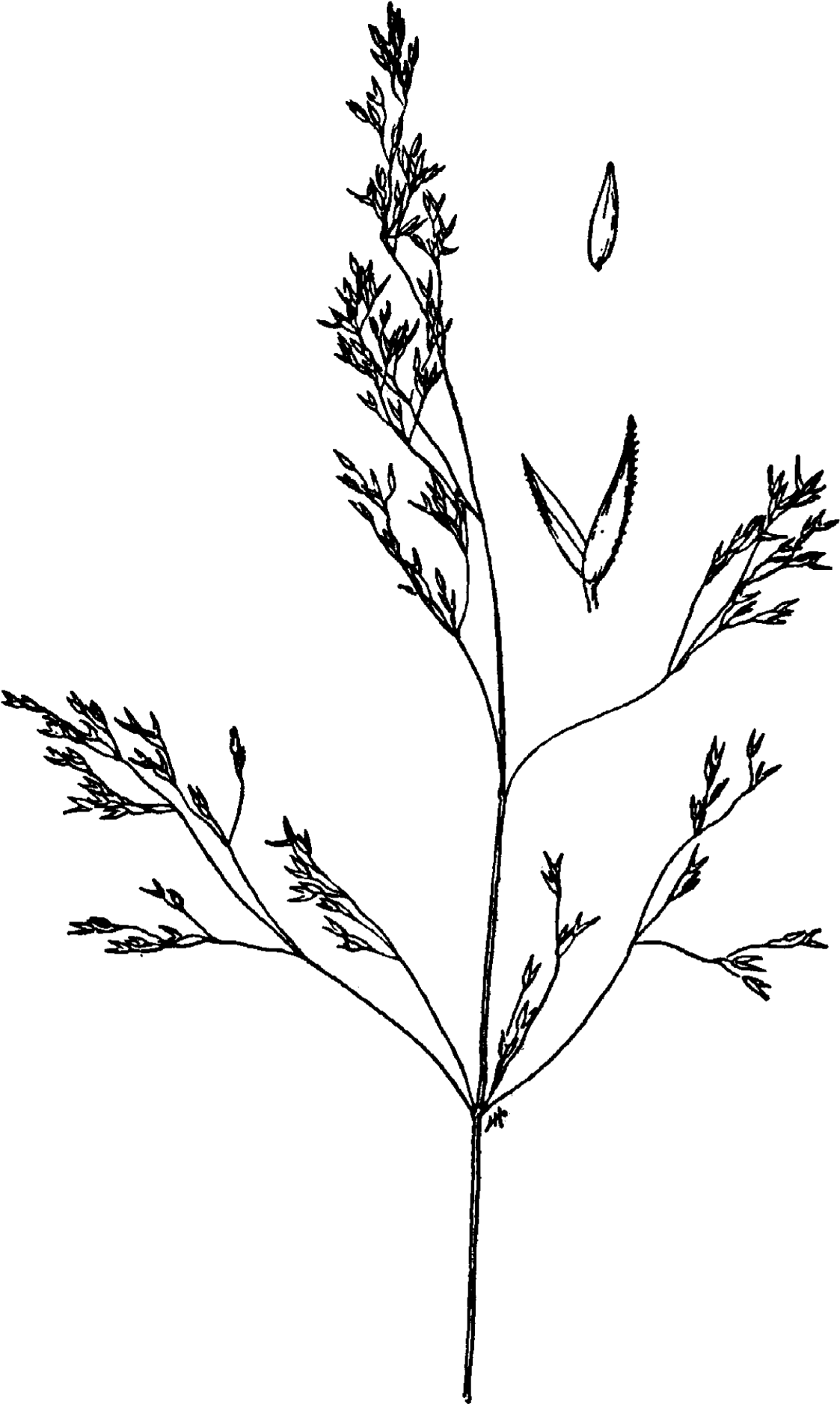 Agrostis Idahoensis Drawing - Agrostis Idahoensis (1198x2000), Png Download