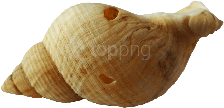 Free Png Sea Ocean Shell Png Images Transparent - Transparent Background Seashell Png (850x452), Png Download