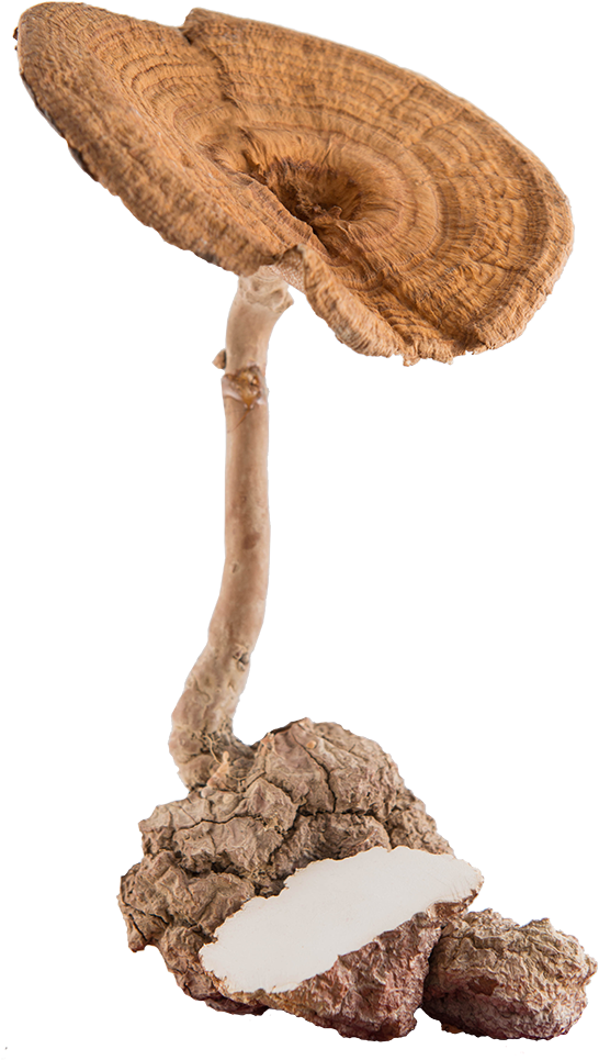 Traditonal Use Of Tmm - Tiger Milk Mushroom (579x1000), Png Download