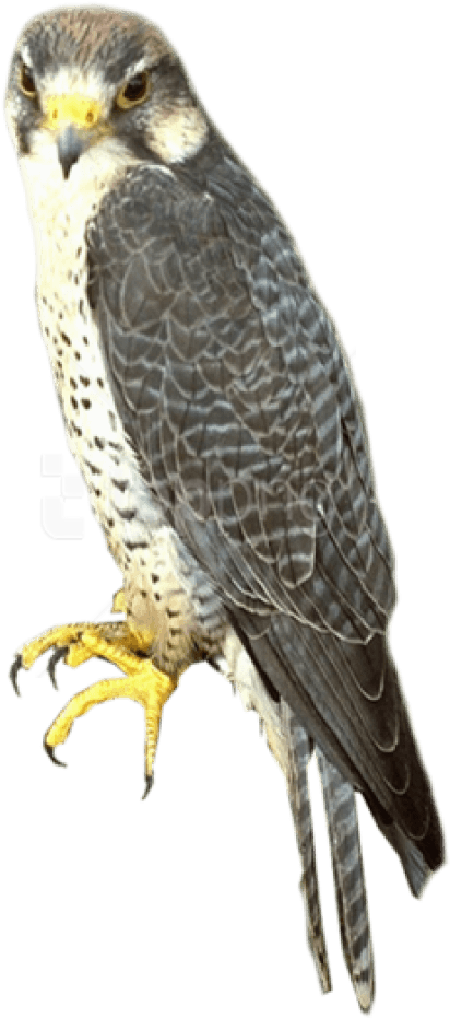 Free Png Falcon Png Images Transparent - Sharp Shinned Hawk Png (480x930), Png Download