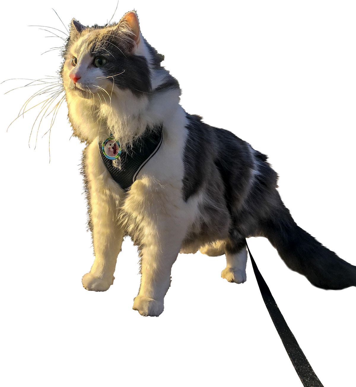 Dancing Cat Gif Transparent - Domestic Short-haired Cat (1200x1305), Png Download