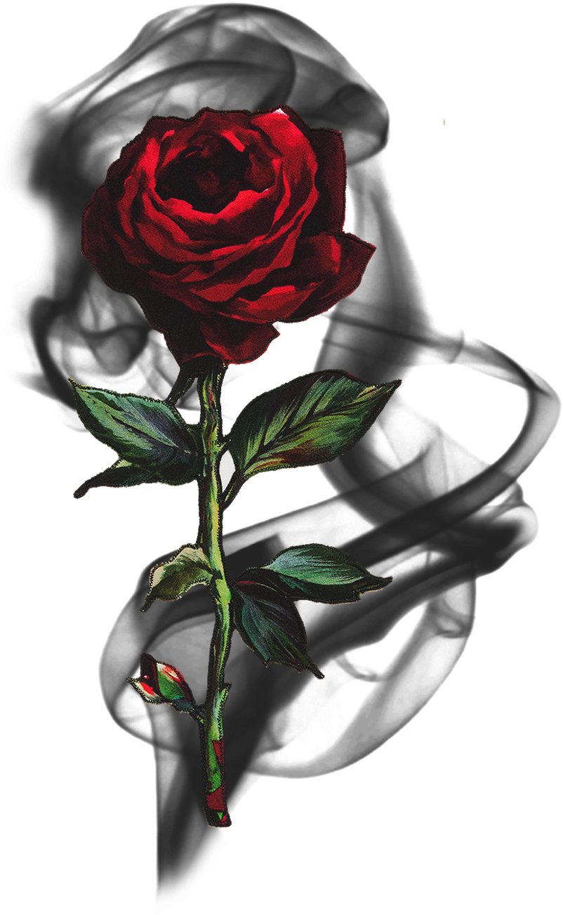 #rose #smoke #blackrose #rosesmoke #flowersmoke - Aspect Dr (1024x1393), Png Download