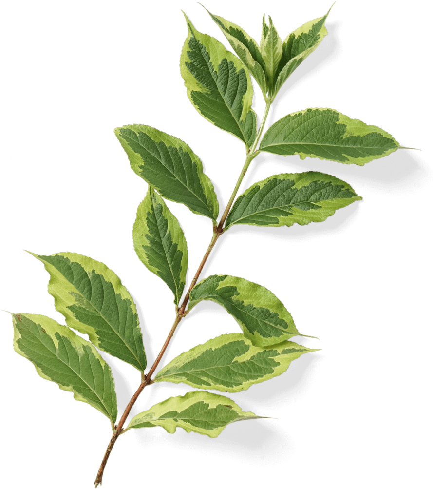 Pre-greened Products - Bay Laurel (894x1024), Png Download