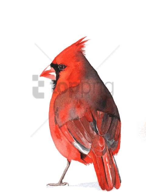Free Png Download Watercolour Cardinal Png Images Background - Cardinal Watercolor Transparent Background (480x667), Png Download