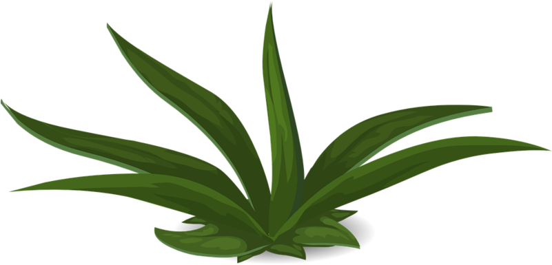 Plants (800x400), Png Download