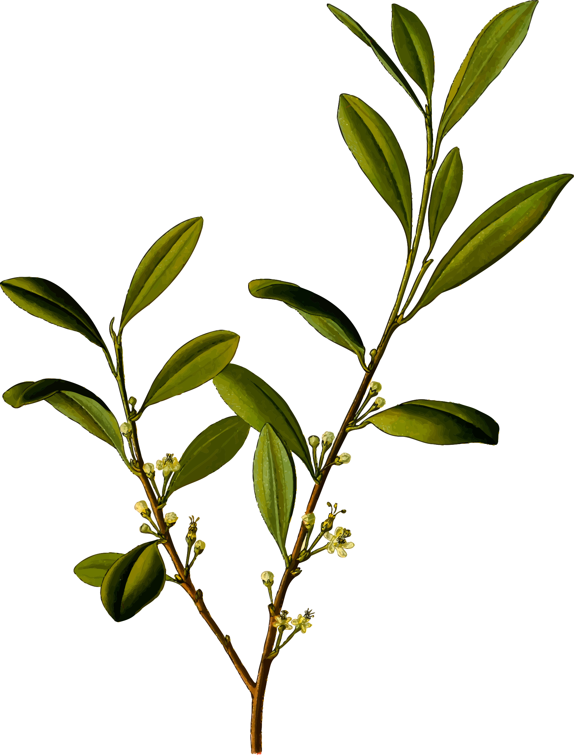 Coca - Vintage Plants (1825x2400), Png Download