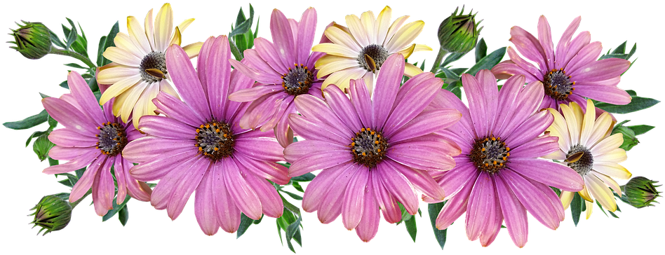 Flowers Daisies Arrangement Garden Nature - African Daisy (960x378), Png Download
