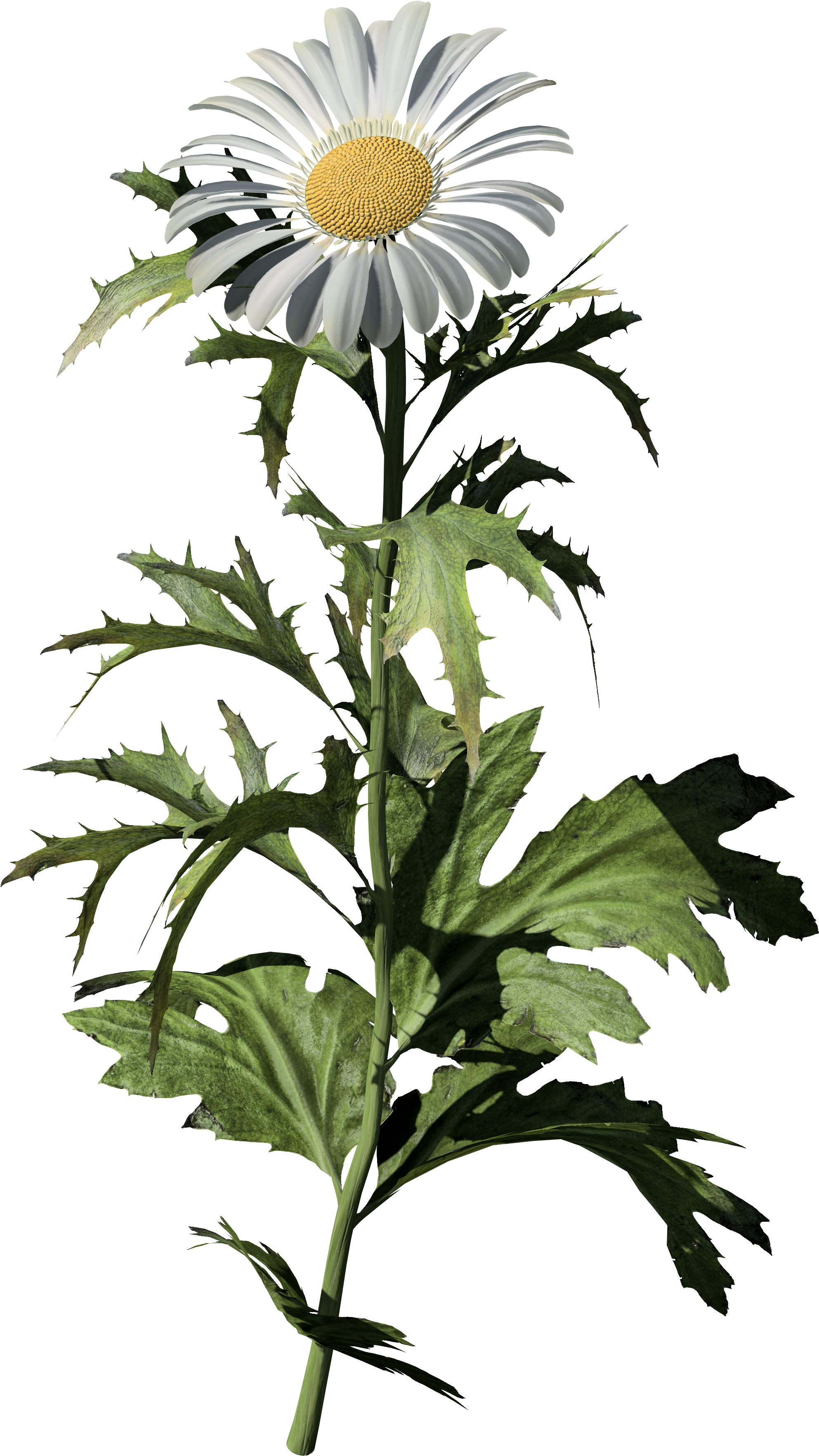 Common Daisy - Oxeye Daisy (4096x4096), Png Download