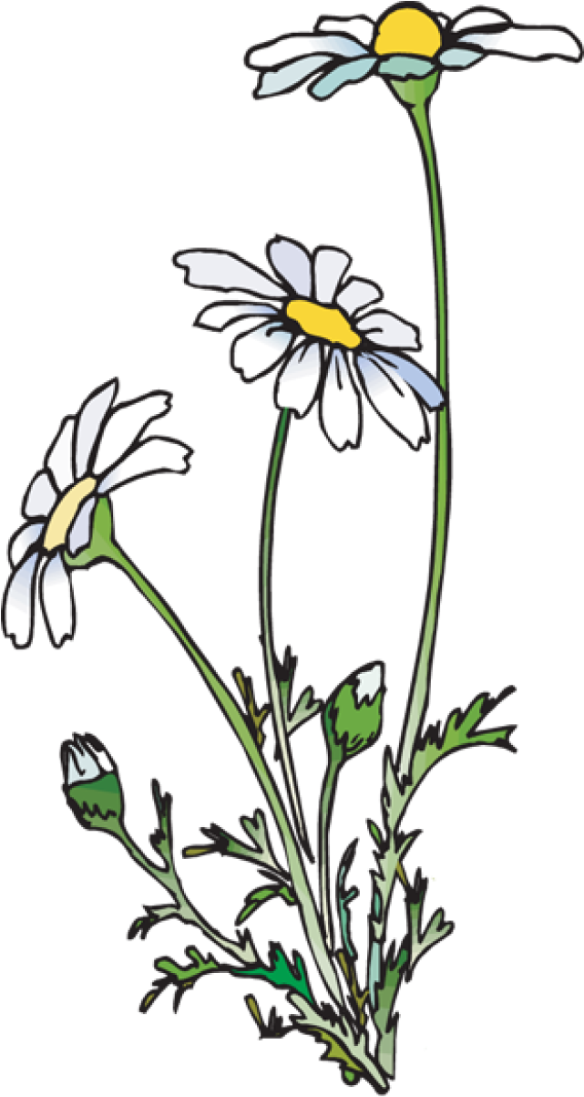 Daisies Clipart - Daisies Png (640x1230), Png Download