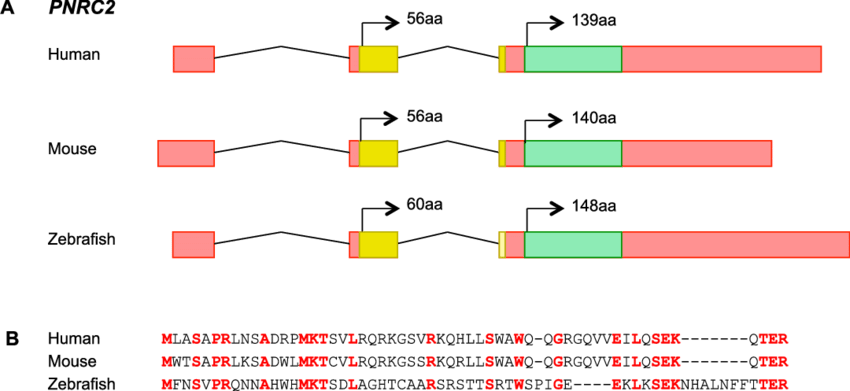 Annotation Of The Proline-rich Nuclear Receptor Coactivator - Diagram (850x391), Png Download
