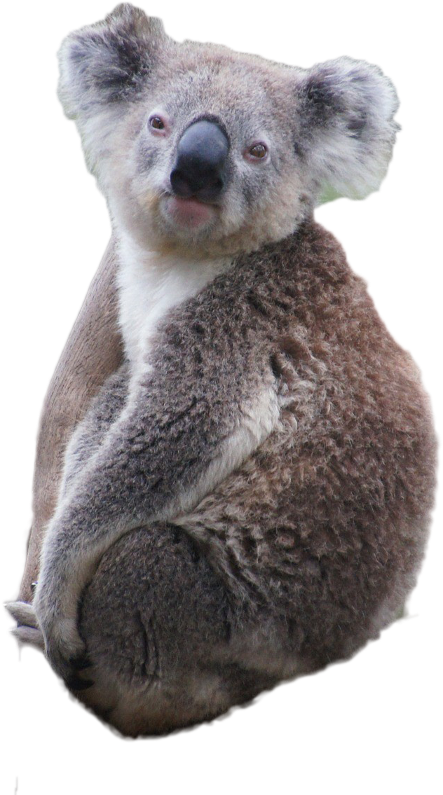 Koala Png Image - Koala Png (1920x1275), Png Download