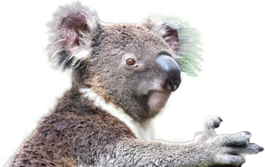 Koala Png Image - Animales En Extincion 2017 (945x531), Png Download